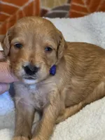 Xavier-mini, a male Goldendoodle for sale in Ladysmith, WI – 4 of 8