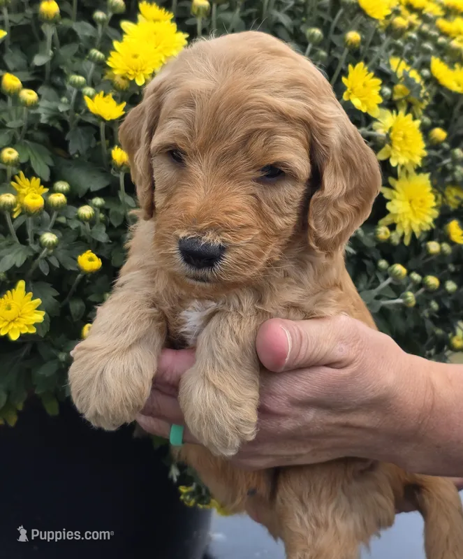 Hondo-mini – Goldendoodle puppy for sale in Ladysmith, WI