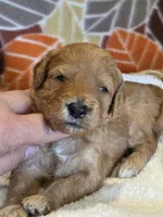 Hondo-mini, a male Goldendoodle for sale in Ladysmith, WI – 3 of 9