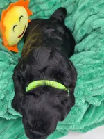 Marshawn-mini, a male Portuguese Water Dog and Poodle - Miniature  for sale in Ladysmith, WI – 6 of 8