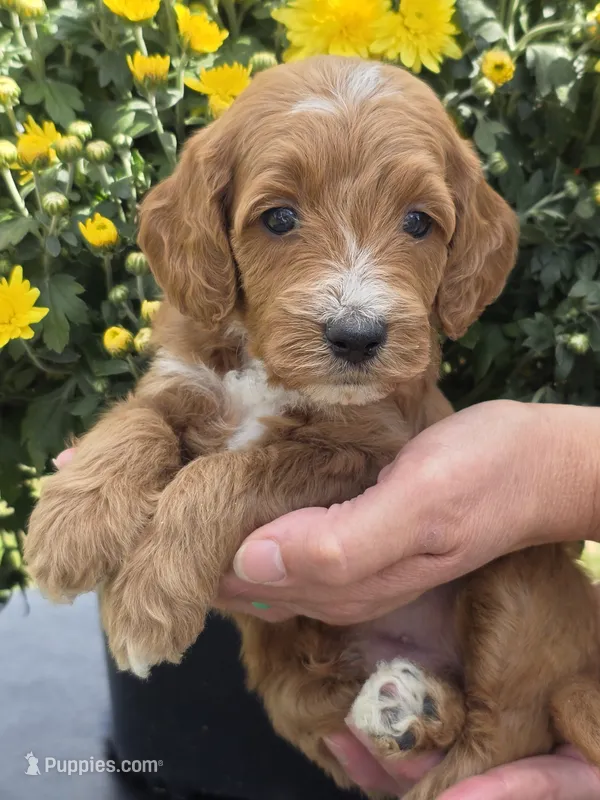 Devonte- mini – Goldendoodle puppy for sale in Ladysmith, WI