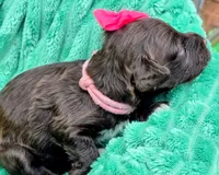 Amelia-mini, a female Portuguese Water Dog and Poodle - Miniature  for sale in Ladysmith, WI – 6 of 6