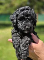 Major , a male Miniature Goldendoodle for sale in Ladysmith, WI – 3 of 10