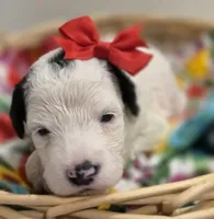 Opal-mini, a female Poodle - Miniature  and Sheepadoodle for sale in Ladysmith, WI – 7 of 8