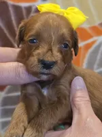 Bree-mini, a female Goldendoodle for sale in Ladysmith, WI – 5 of 10