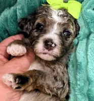Lainey- mini, a female Miniature Bernedoodle for sale in Ladysmith, WI – 7 of 8