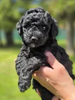 Major , a male Miniature Goldendoodle for sale in Ladysmith, WI – 2 of 10