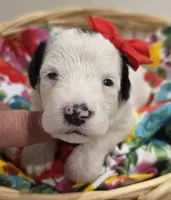 Opal-mini, a female Poodle - Miniature  and Sheepadoodle for sale in Ladysmith, WI – 3 of 8