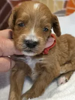 Devonte- mini, a male Goldendoodle for sale in Ladysmith, WI – 1 of 7