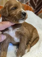 Devonte- mini, a male Goldendoodle for sale in Ladysmith, WI – 6 of 7