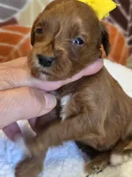 Bree-mini, a female Goldendoodle for sale in Ladysmith, WI – 2 of 10
