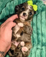 Lainey- mini, a female Miniature Bernedoodle for sale in Ladysmith, WI – 5 of 8