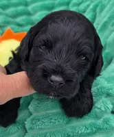 Marshawn-mini, a male Portuguese Water Dog and Poodle - Miniature  for sale in Ladysmith, WI – 3 of 8