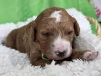 Oliver- mini, a  Miniature Goldendoodle for sale in Ladysmith, WI – Photo 7 of 8