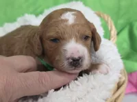 Oliver- mini, a  Miniature Goldendoodle for sale in Ladysmith, WI – Photo 6 of 8
