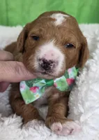 Oliver- mini, a  Miniature Goldendoodle for sale in Ladysmith, WI – Photo 1 of 8