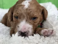 Oliver- mini, a  Miniature Goldendoodle for sale in Ladysmith, WI – Photo 8 of 8
