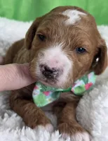 Oliver- mini, a  Miniature Goldendoodle for sale in Ladysmith, WI – Photo 4 of 8