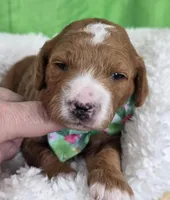 Oliver- mini, a  Miniature Goldendoodle for sale in Ladysmith, WI – Photo 5 of 8