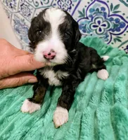 Brett-mini, a male Miniature Bernedoodle for sale in Ladysmith, WI – 4 of 10