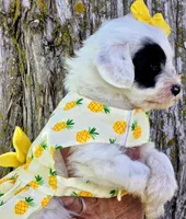 Marina- Mini, a female Portuguese Water Dog for sale in Ladysmith, WI – 6 of 6