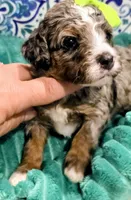 Lainey- mini, a female Miniature Bernedoodle for sale in Ladysmith, WI – 3 of 8