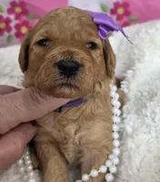 Iris-mini, a  Miniature Goldendoodle for sale in Ladysmith, WI – Photo 6 of 8