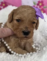 Iris-mini, a  Miniature Goldendoodle for sale in Ladysmith, WI – Photo 4 of 8
