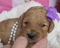 Iris-mini, a  Miniature Goldendoodle for sale in Ladysmith, WI – Photo 1 of 8