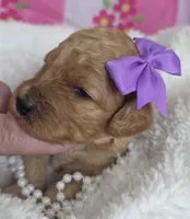 Iris-mini, a  Miniature Goldendoodle for sale in Ladysmith, WI – Photo 5 of 8