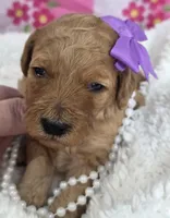 Iris-mini, a  Miniature Goldendoodle for sale in Ladysmith, WI – Photo 3 of 8