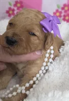 Iris-mini, a  Miniature Goldendoodle for sale in Ladysmith, WI – Photo 2 of 8