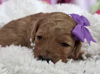 Iris-mini, a  Miniature Goldendoodle for sale in Ladysmith, WI – Photo 8 of 8