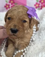 Iris-mini, a  Miniature Goldendoodle for sale in Ladysmith, WI – Photo 7 of 8