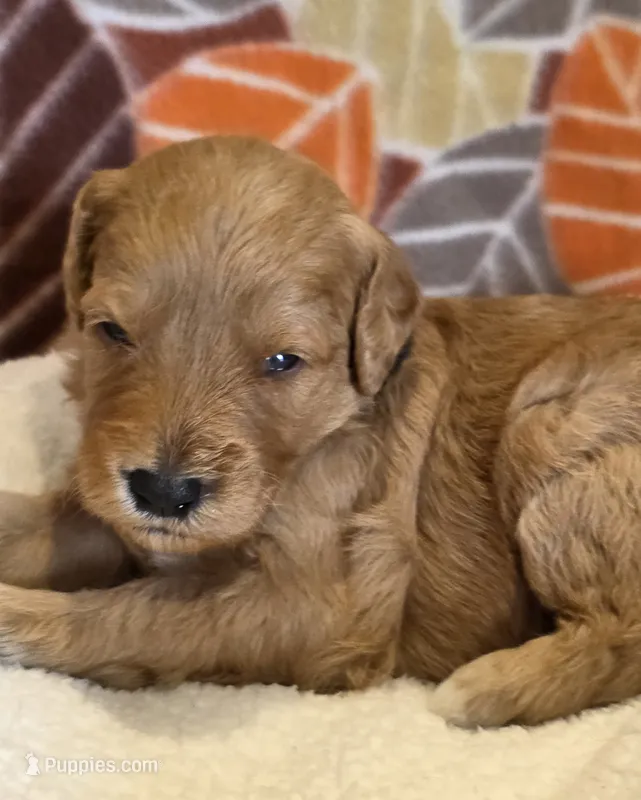 Hondo-mini – Goldendoodle puppy for sale in Ladysmith, WI