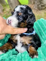 Cobb-mini, a male Miniature Bernedoodle for sale in Ladysmith, WI – 6 of 7