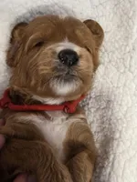 Devonte- mini, a male Goldendoodle for sale in Ladysmith, WI – 7 of 7