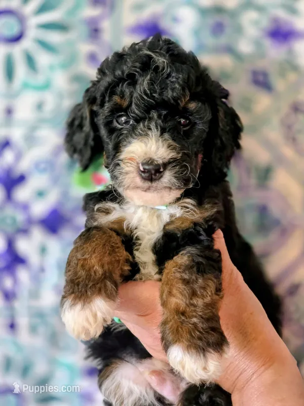 Babe- mini – Miniature Bernedoodle puppy for sale in Ladysmith, WI
