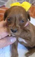 Bree-mini, a female Goldendoodle for sale in Ladysmith, WI – 4 of 10