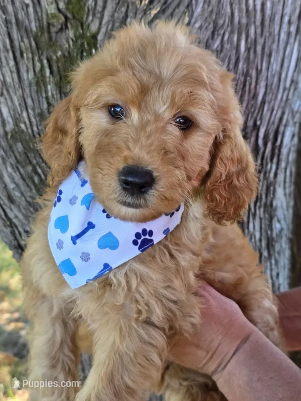 Hondo-mini – Goldendoodle puppy for sale in Ladysmith, WI