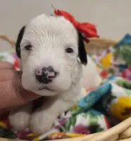 Opal-mini, a female Poodle - Miniature  and Sheepadoodle for sale in Ladysmith, WI – 6 of 8