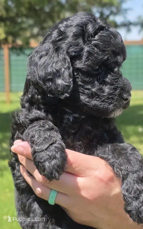 Major  – Miniature Goldendoodle puppy for sale in Ladysmith, WI