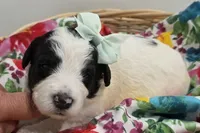 Pearl-mini, a female Poodle - Miniature  and Sheepadoodle for sale in Ladysmith, WI – 1 of 6