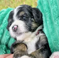 Alex- mini, a male Miniature Bernedoodle for sale in Ladysmith, WI – 7 of 8