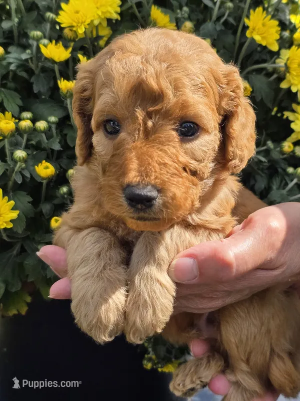 Micah- mini – Goldendoodle puppy for sale in Ladysmith, WI
