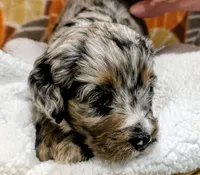 Luke-mini, a male Miniature Bernedoodle for sale in Ladysmith, WI – 6 of 10