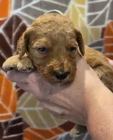 Zaire-mini, a male Goldendoodle for sale in Ladysmith, WI – 3 of 7