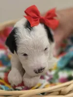 Opal-mini, a female Poodle - Miniature  and Sheepadoodle for sale in Ladysmith, WI – 8 of 8