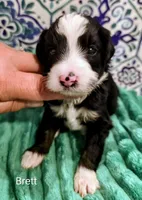 Brett-mini, a male Miniature Bernedoodle for sale in Ladysmith, WI – 9 of 10