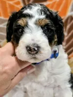 Blake-mini, a male Miniature Bernedoodle for sale in Ladysmith, WI – 9 of 10